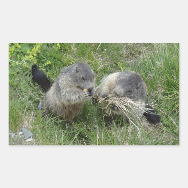 Pegatinas Marmot (Anverso)