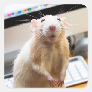 Pegatinas Marty Mouse - Standin' Tall