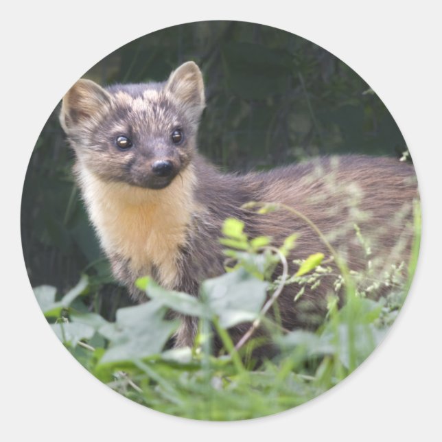 Pegatinas Meadow Marten (Anverso)