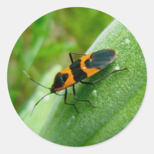 Pegatinas Milkweed Bug