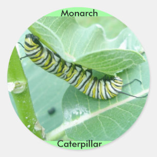 Pegatinas Monarch Butterfly Caterpillar