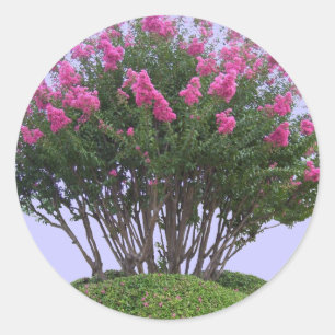 Pegatinas Myrtle Mound de Violación Rosa