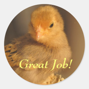 Pegatinas - Naranja Chick