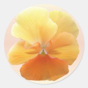 Pegatinas - Naranja Pansy