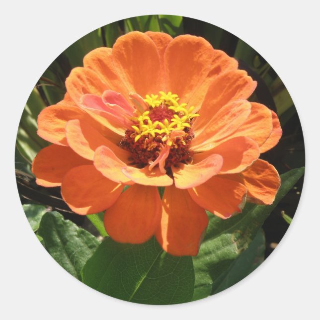 Pegatinas naranja Zinnia (Anverso)