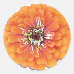Pegatinas - Naranja Zinnia