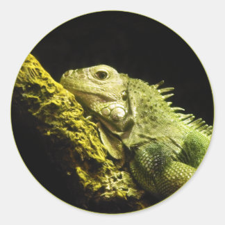 Pegatinas nobles de la iguana