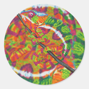 Pegatinas ocultados del camaleón