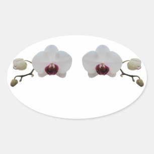Pegatinas - Orquídea Blanca De Cuerdas