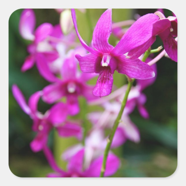 Pegatinas - Orquídea de Cooktown (Anverso)