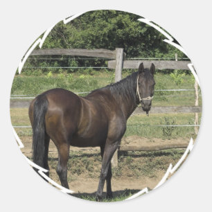 Pegatinas oscuros del pura sangre de la bahía