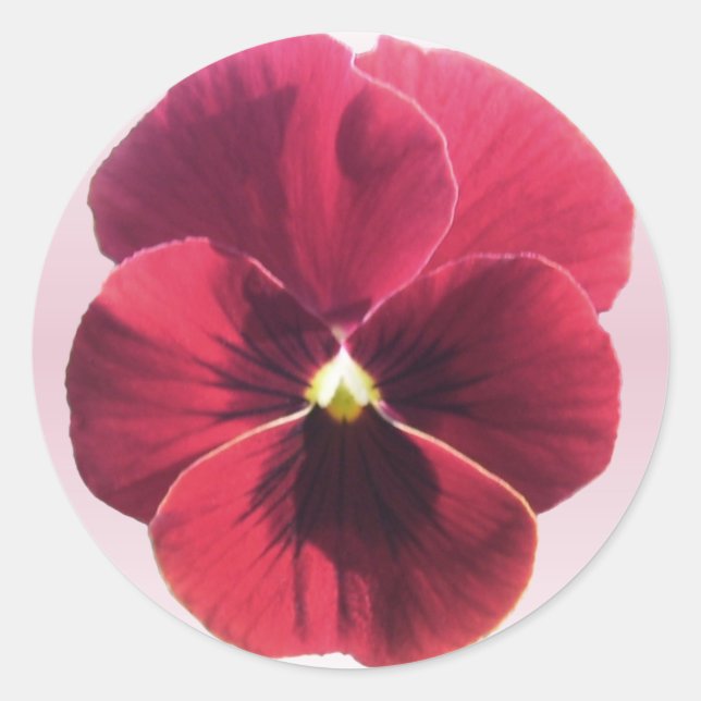 Pegatinas - Pansia roja oscura (Anverso)
