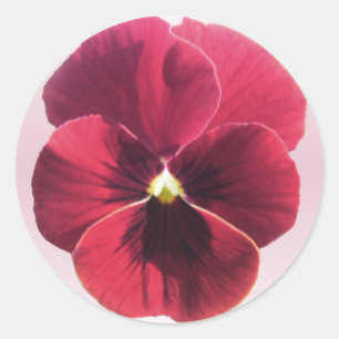 Pegatinas - Pansia roja oscura