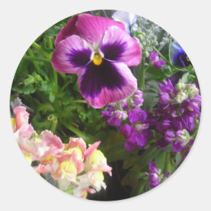 PEGATINAS PANSY N FRIENDS