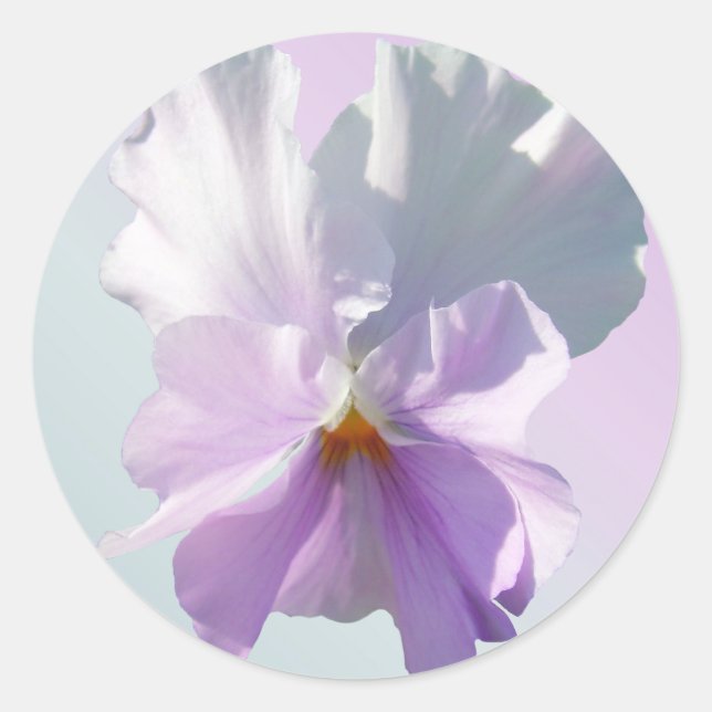 Pegatinas - Pansy rosa escabroso (Anverso)