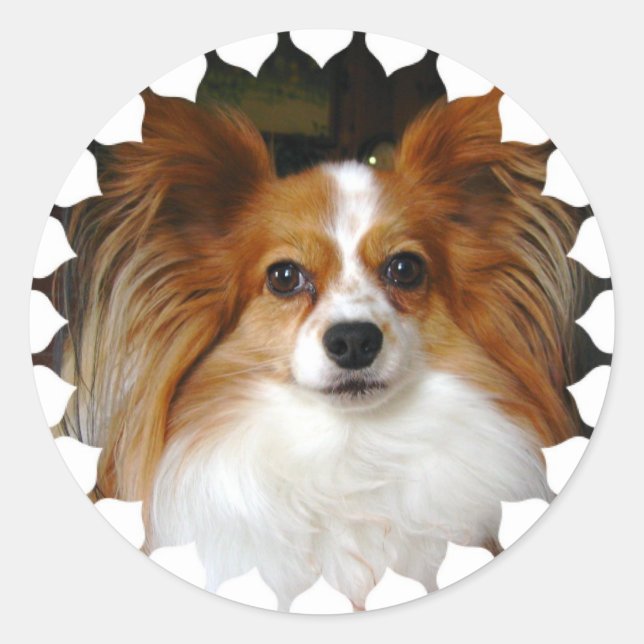 Pegatinas Papillon (Anverso)