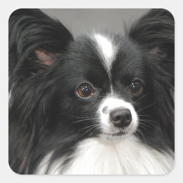 Pegatinas Papillon Dog (Anverso)
