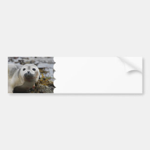 Pegatinas para el parachoques de cría de foca