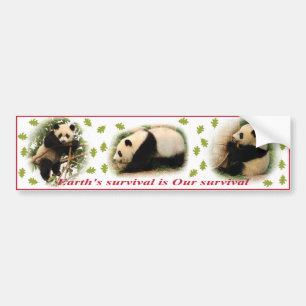 Pegatinas para el parachoques de la panda