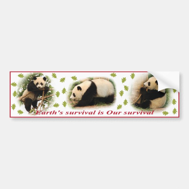 Pegatinas para el parachoques de la panda (Frente)