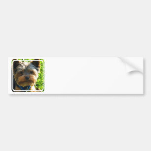 Pegatinas para el parachoques de Yorkshire Terrier