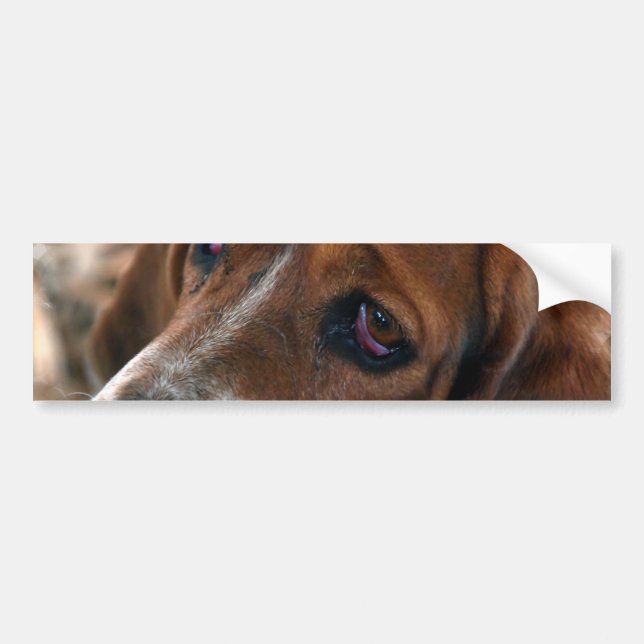 Pegatinas para el parachoques del diseño de Basset (Frente)