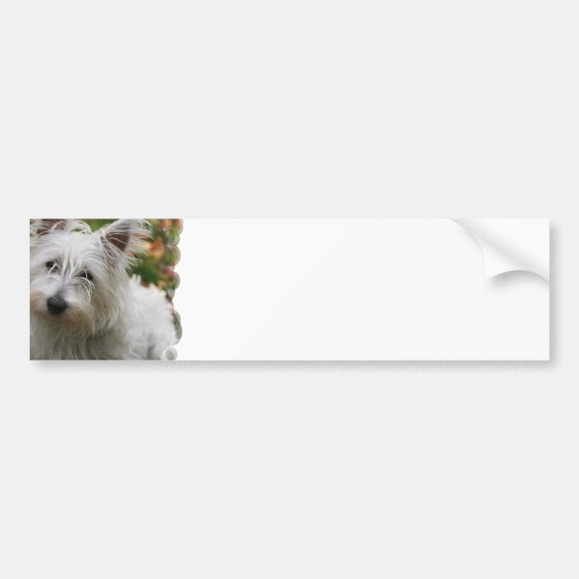 Pegatinas para el parachoques del oeste de Terrier (Frente)
