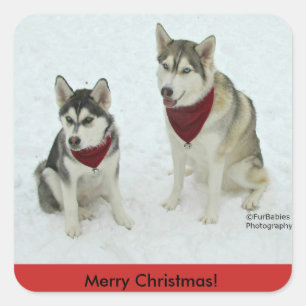 Pegatinas para Navidad Husky Siberiano