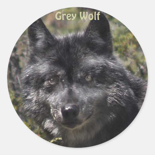 PEGATINAS partidarios de la vida silvestre GRAY WO (Anverso)