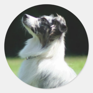 Pegatinas Pastores de Australia