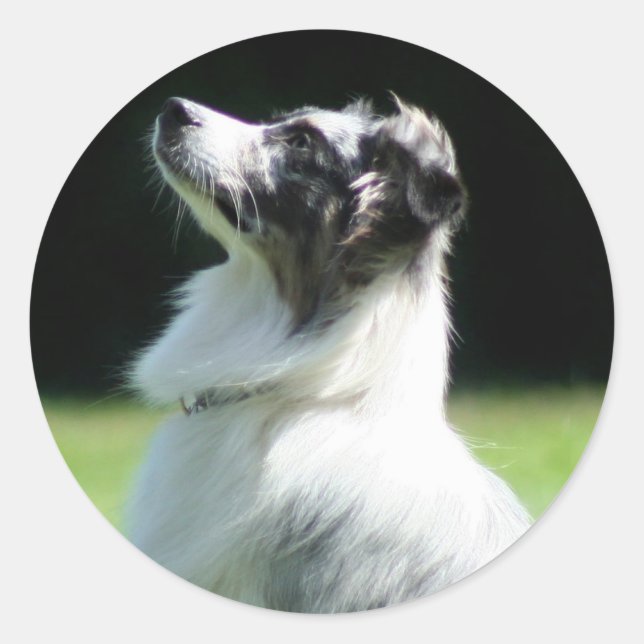 Pegatinas Pastores de Australia (Anverso)