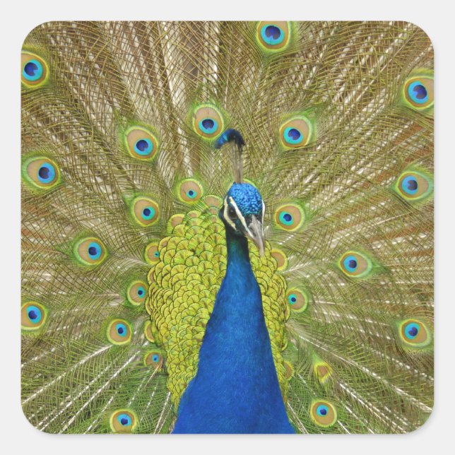 Pegatinas Peacock (Anverso)