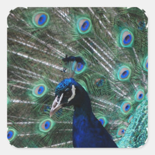 Pegatinas Peafowl Bird