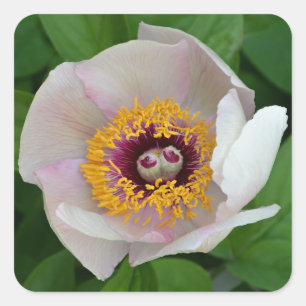 Pegatinas Peony Flower