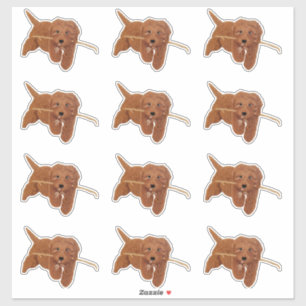 Pegatinas personalizadas de Goldie Doodle