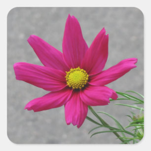 Pegatinas personalizados de flores rosadas