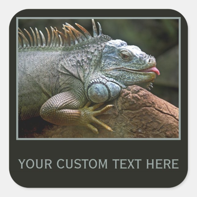 Pegatinas personalizados de Iguana (Anverso)