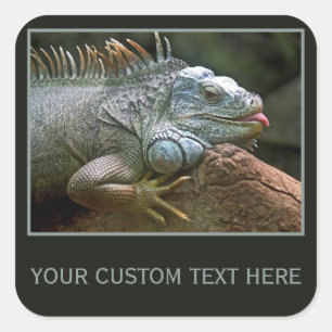 Pegatinas personalizados de Iguana