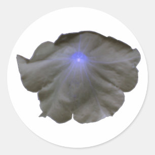 Pegatinas Petunia Black and Blue