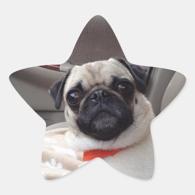 Pegatinas Pug (Anverso)