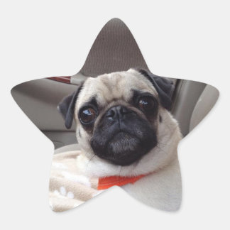 Pegatinas Pug