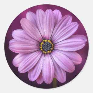 Pegatinas Purple Daisy