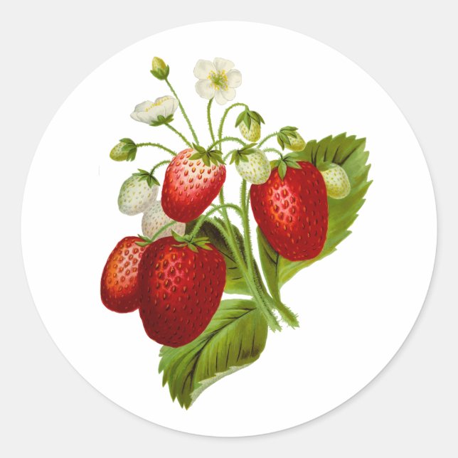 Pegatinas redondas de fresa Sellos de fresas (Anverso)