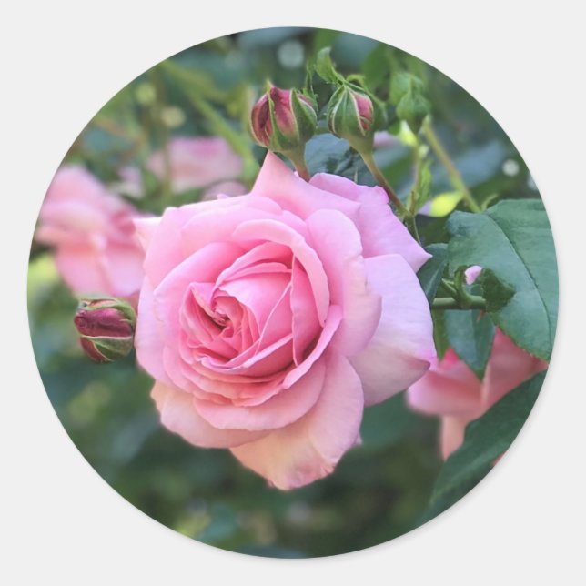 Pegatinas redondas de rosa rosa (Anverso)