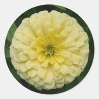 Pegatinas redondos de flores de zinnia amarilla