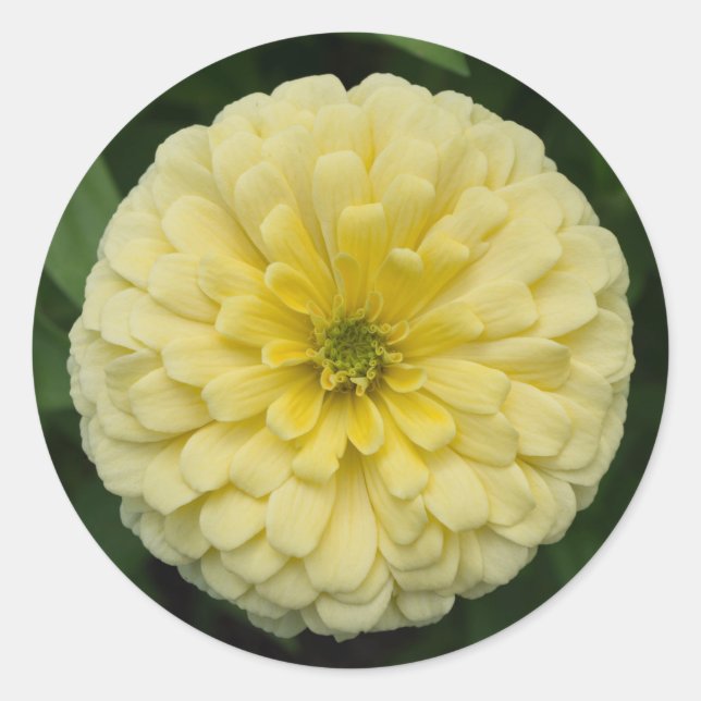 Pegatinas redondos de flores de zinnia amarilla (Anverso)