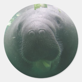 Pegatinas redondos de Manatee descuidados
