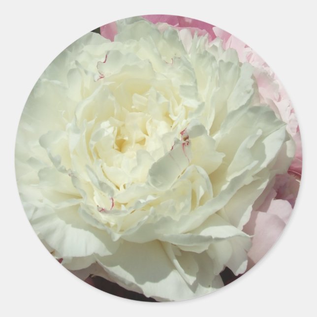 Pegatinas redondos de peones rosados blancos/Bodas (Anverso)