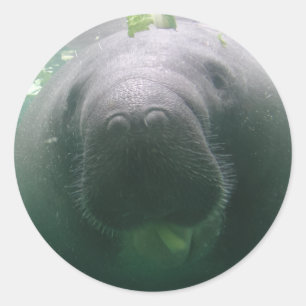Pegatinas redondos del Manatee descuidado
