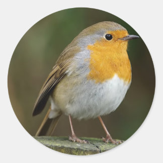 Pegatinas Robin